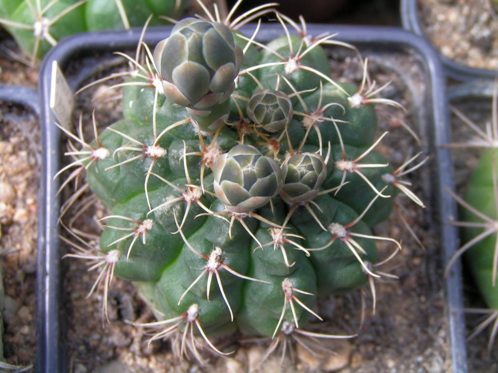 Gymnocalycium baldianum